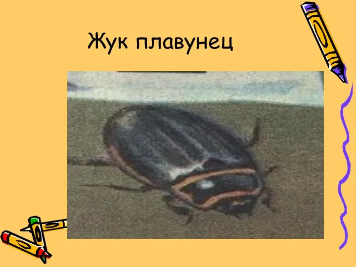 Жук плавунец