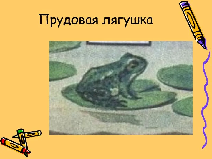 Прудовая лягушка