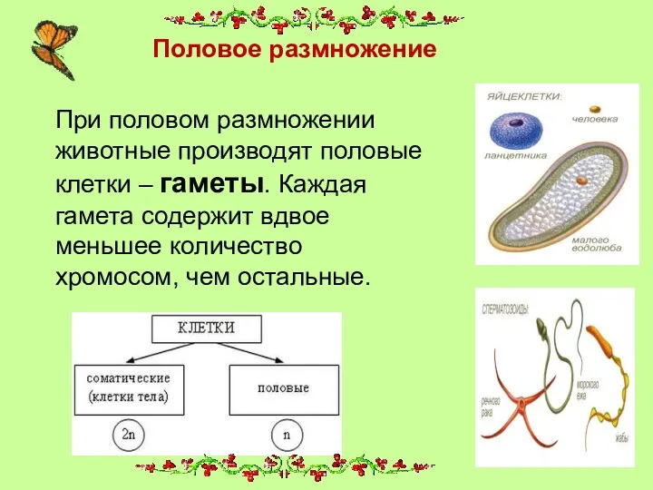 Половое размножение При половом размножении животные производят половые клетки –