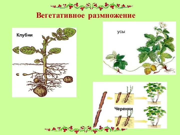 Вегетативное размножение Клубни Черенки усы