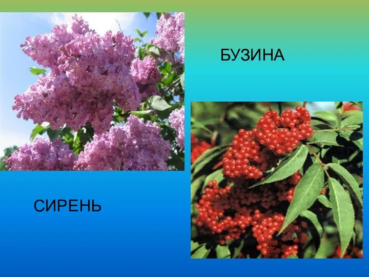 СИРЕНЬ БУЗИНА