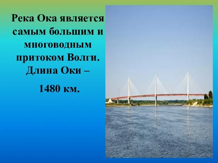 Река Ока является самым большим и многоводным притоком Волги. Длина Оки – 1480 км.