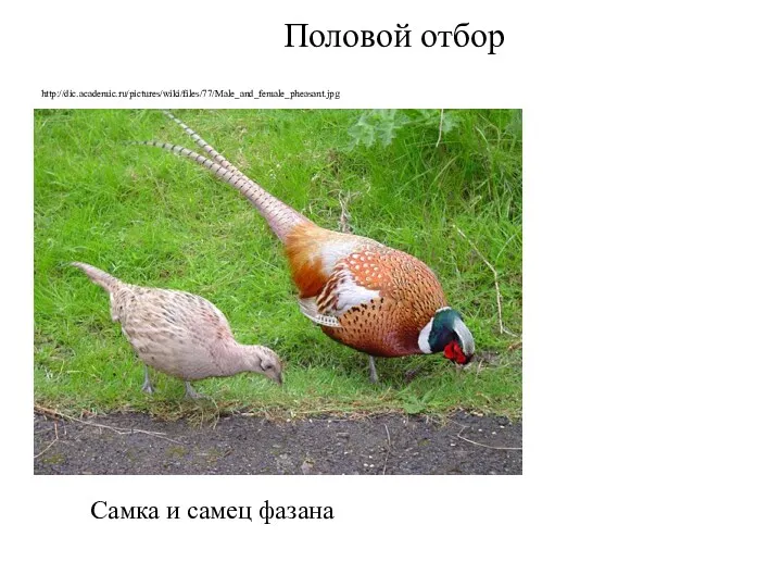 Половой отбор Самка и самец фазана http://dic.academic.ru/pictures/wiki/files/77/Male_and_female_pheasant.jpg