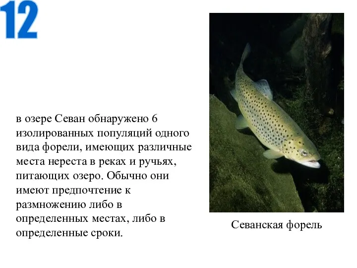 в озере Севан обнаружено 6 изолированных популяций одного вида форели, имеющих различные места