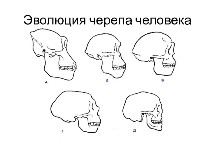 Эволюция черепа человека