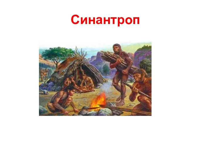 Синантроп