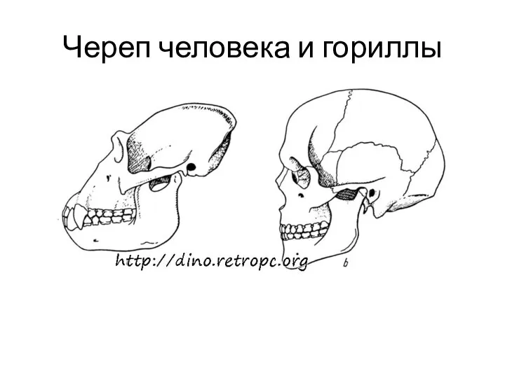 Череп человека и гориллы