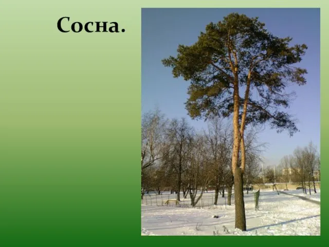 Сосна.