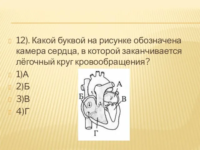 12). Какой буквой на рисунке обозначена камера сердца, в которой заканчивается лёгочный круг