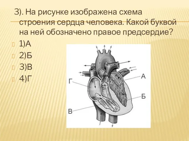 3). На рисунке изображена схема строения сердца человека. Какой буквой на ней обозначено