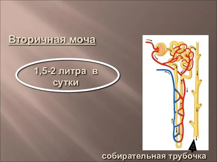 Вторичная моча 1,5-2 литра в сутки собирательная трубочка