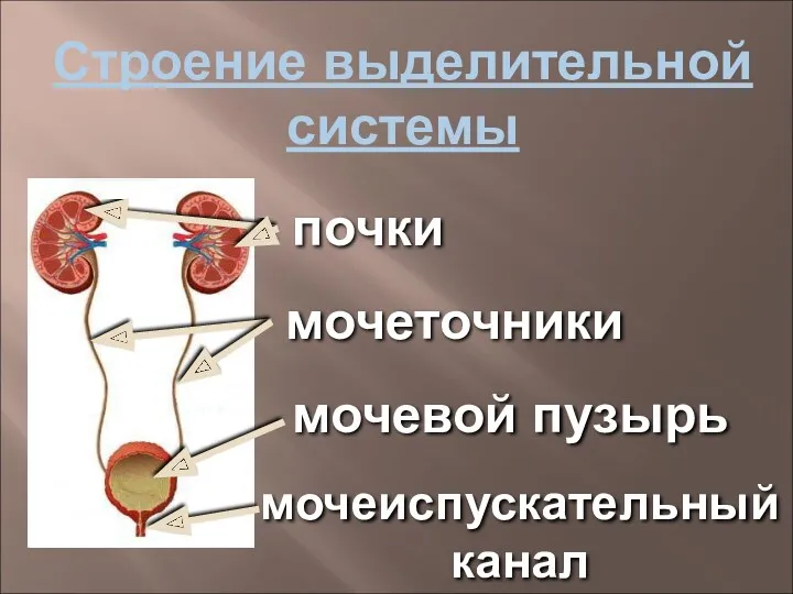 Строение выделительной системы почки мочеточники мочевой пузырь мочеиспускательный канал