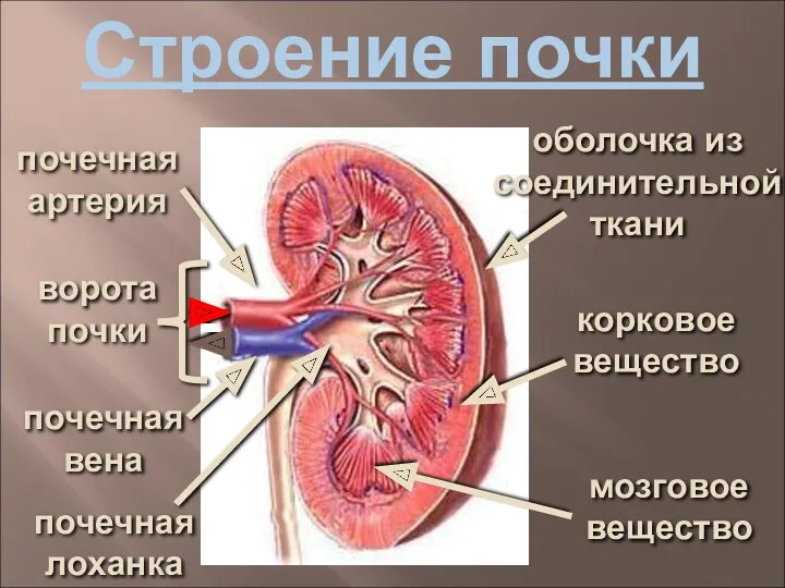 Строение почки оболочка из соединительной ткани ворота почки мозговое вещество