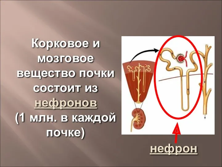 Корковое и мозговое вещество почки состоит из нефронов (1 млн. в каждой почке) нефрон