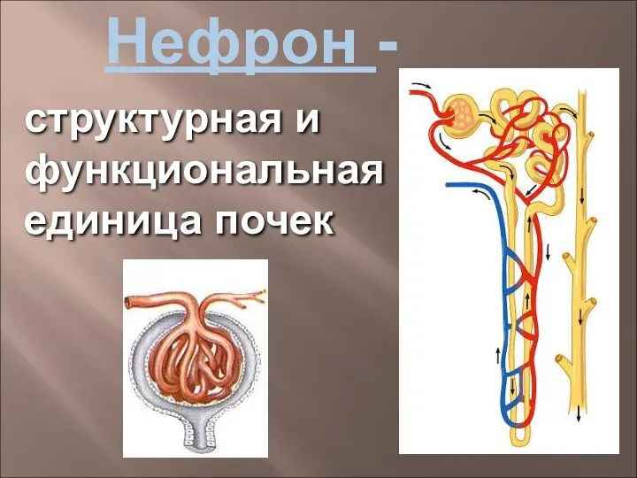 Нефрон - структурная и функциональная единица почек