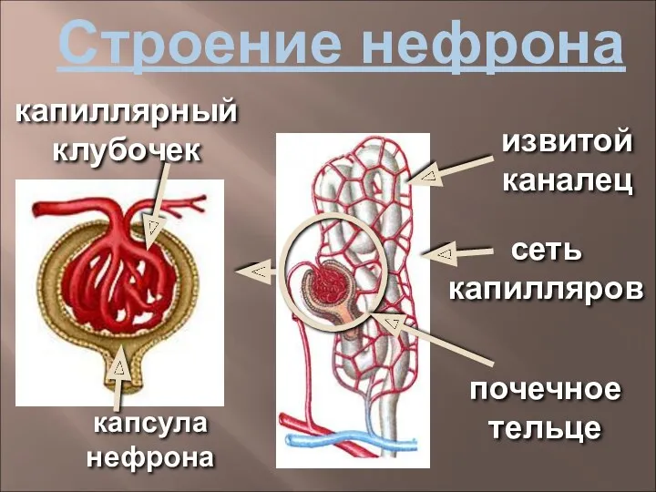 Строение нефрона извитой каналец почечное тельце капсула нефрона капиллярный клубочек сеть капилляров