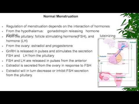 Normal Menstruation Regulation of menstruation depends on the interaction of