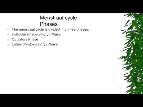 Menstrual cycle Phases The menstrual cycle is divided into three