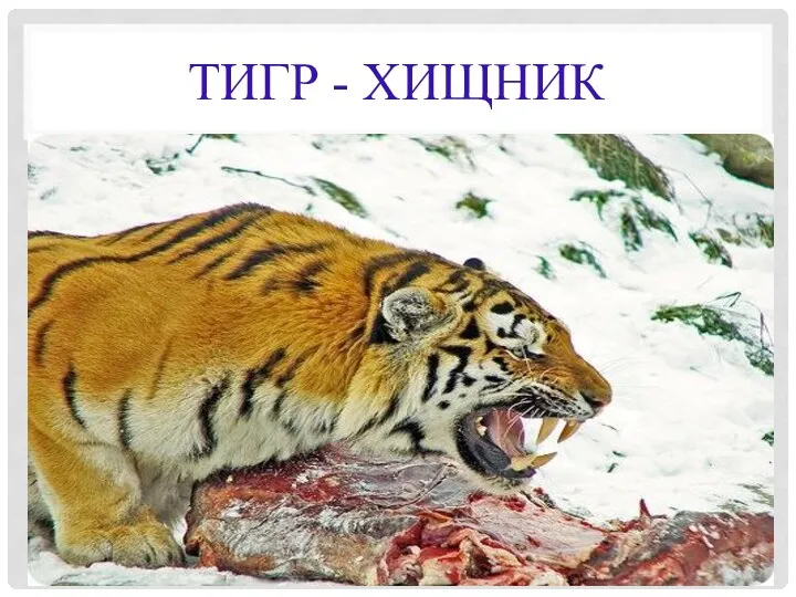 Тигр - хищник