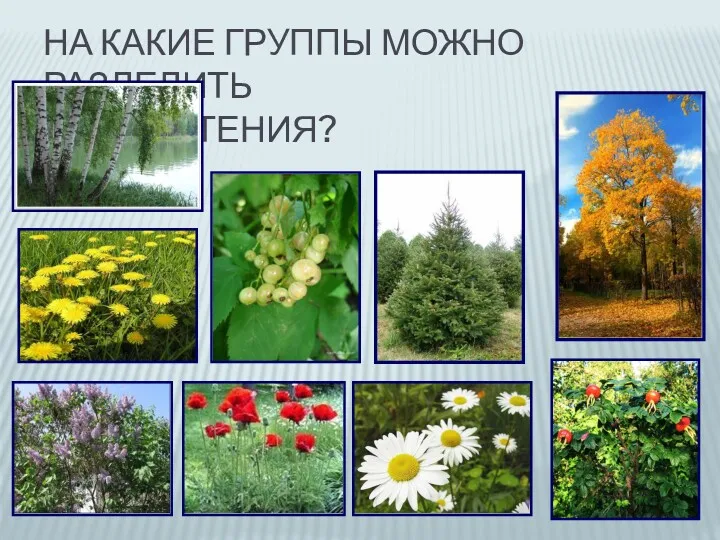 НА КАКИЕ ГРУППЫ МОЖНО РАЗДЕЛИТЬ ЭТИ РАСТЕНИЯ?