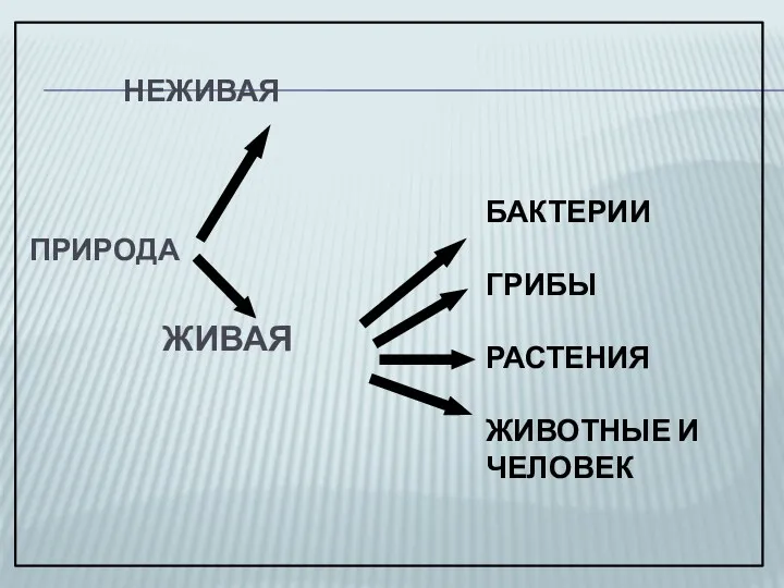 НЕЖИВАЯ ПРИРОДА ЖИВАЯ БАКТЕРИИ ГРИБЫ РАСТЕНИЯ ЖИВОТНЫЕ И ЧЕЛОВЕК