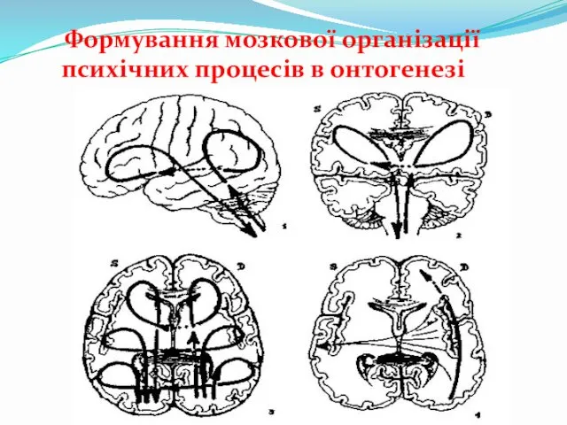 Формування мозкової організації психічних процесів в онтогенезі