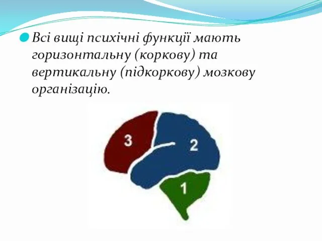 Всі вищі психічні функції мають горизонтальну (коркову) та вертикальну (підкоркову) мозкову організацію.