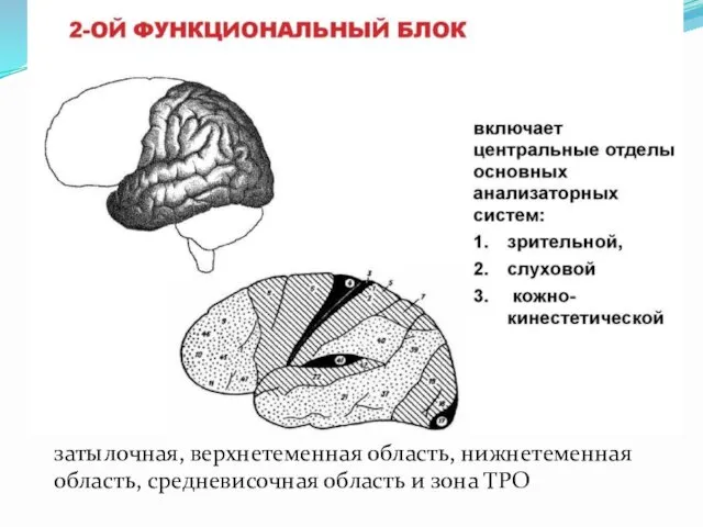 затылочная, верхнетеменная область, нижнетеменная область, средневисочная область и зона ТРО