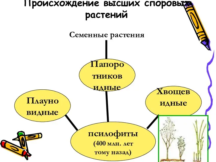 Происхождение высших споровых растений псилофиты (400 млн. лет тому назад) Плауновидные Папоротниковидные Хвощевидные Семенные растения