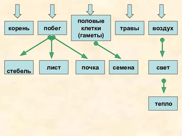 корень лист стебель травы побег половые клетки (гаметы) свет семена почка воздух тепло