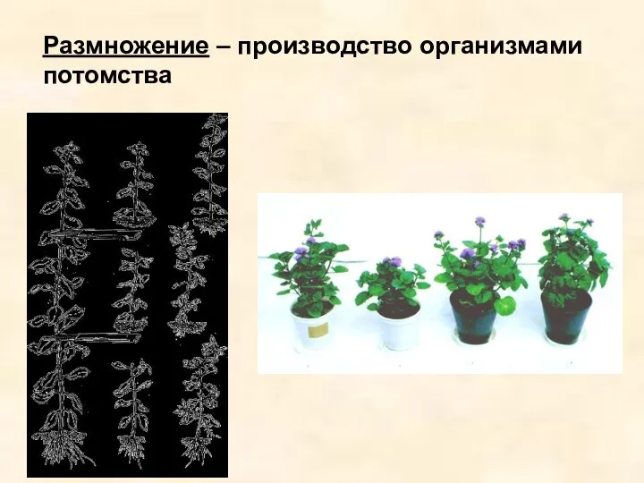 Размножение – производство организмами потомства