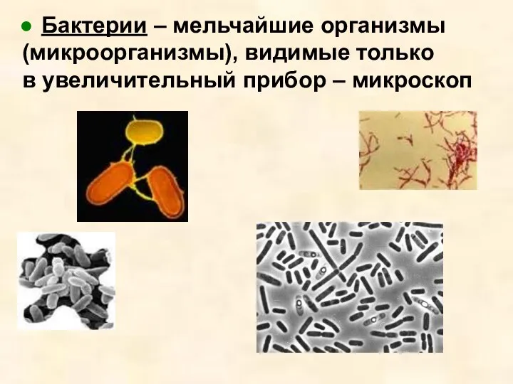 Бактерии – мельчайшие организмы (микроорганизмы), видимые только в увеличительный прибор – микроскоп