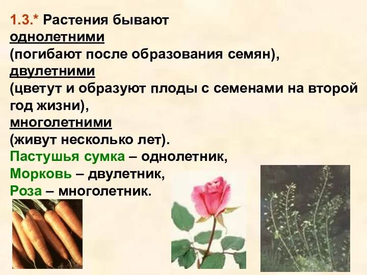 1.3.* Растения бывают однолетними (погибают после образования семян), двулетними (цветут