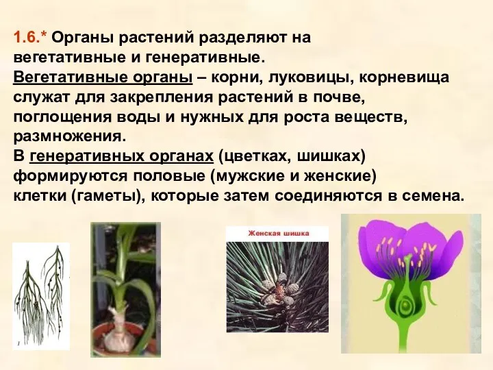 1.6.* Органы растений разделяют на вегетативные и генеративные. Вегетативные органы
