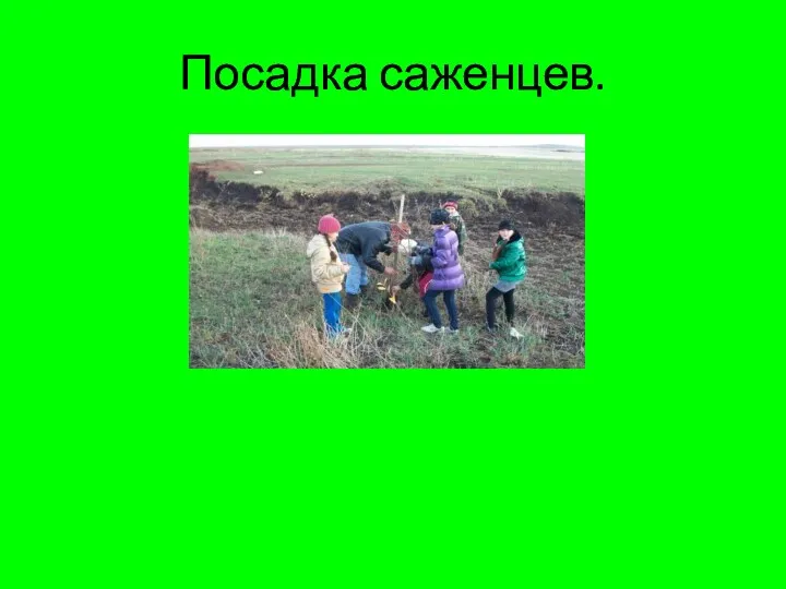 Посадка саженцев.