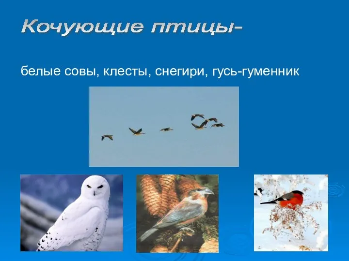 белые совы, клесты, снегири, гусь-гуменник Кочующие птицы-