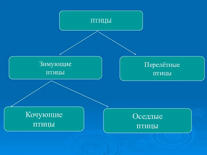 ПТИЦЫ Зимующие птицы Перелётные птицы Кочующие птицы Оседлые птицы