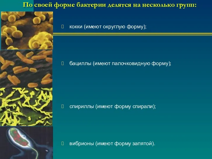 По своей форме бактерии делятся на несколько групп: кокки (имеют