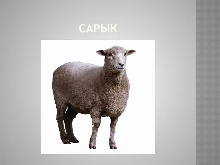 Сарык