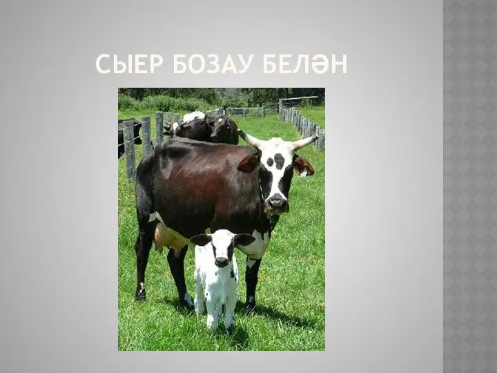 Сыер бозау белән