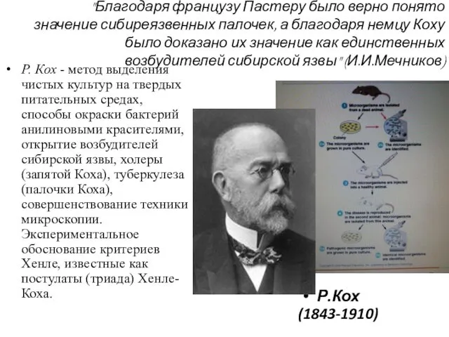 "Благодаря французу Пастеру было верно понято значение сибиреязвенных палочек, а