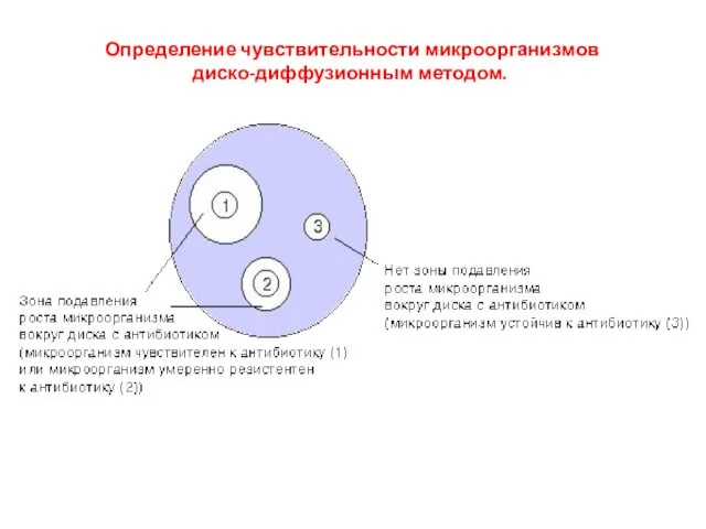 Определение чувствительности микроорганизмов диско-диффузионным методом.