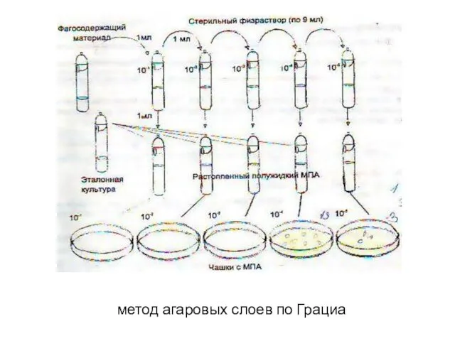 метод агаровых слоев по Грациа