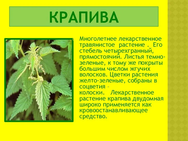 КРАПИВА Многолетнее лекарственное травянистое растение . Его стебель четырехгранный, прямостоячий. Листья темно-зеленые, к