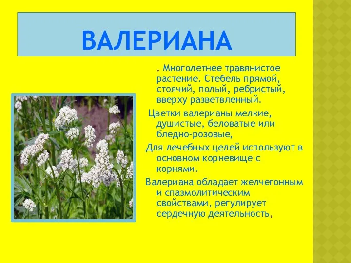 ВАЛЕРИАНА . Многолетнее травянистое растение. Стебель прямой, стоячий, полый, ребристый, вверху разветвленный. Цветки