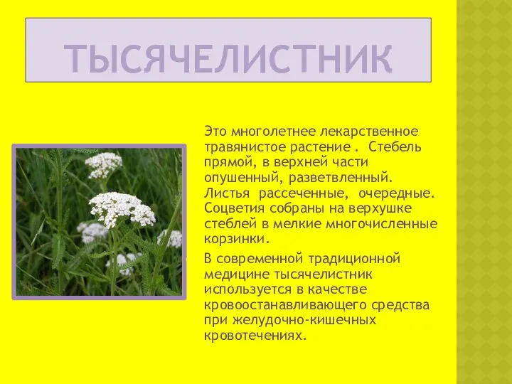 ТЫСЯЧеЛИСТНИК Это многолетнее лекарственное травянистое растение . Стебель прямой, в верхней части опушенный,