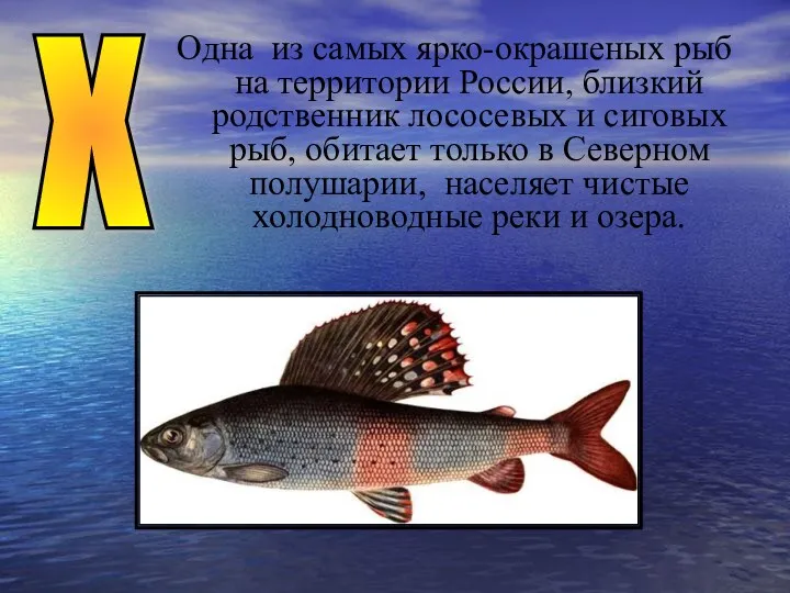 Х Одна из самых ярко-окрашеных рыб на территории России, близкий
