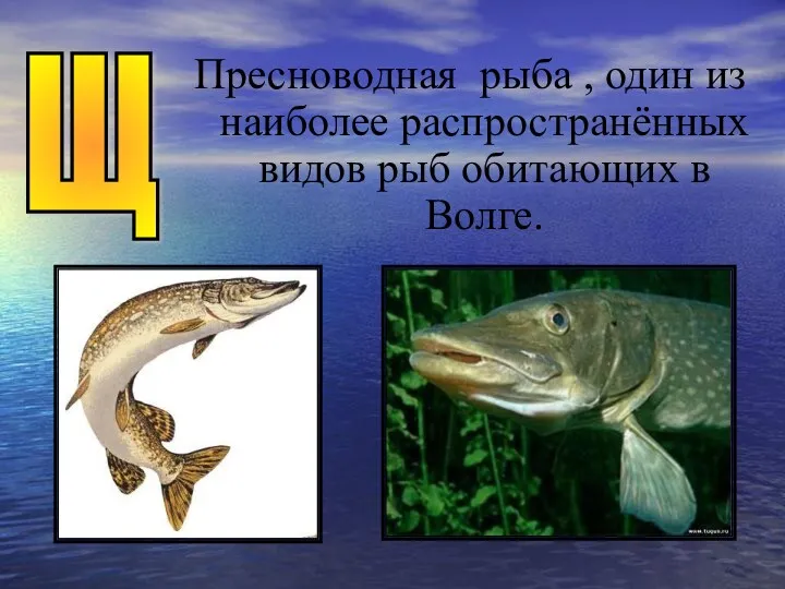Щ Пресноводная рыба , один из наиболее распространённых видов рыб обитающих в Волге.