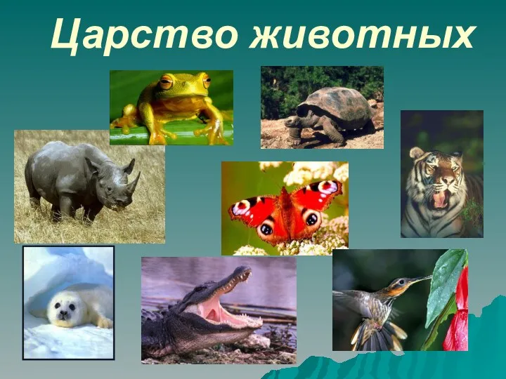 Презентация Царство животных