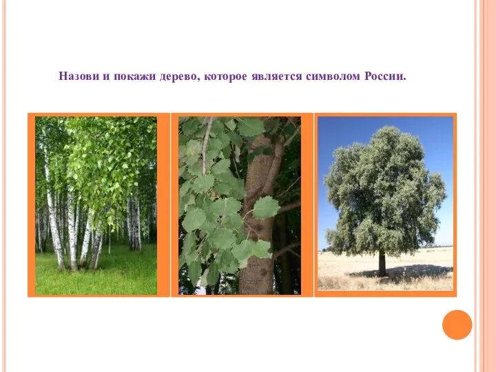 Назови и покажи дерево, которое является символом России.